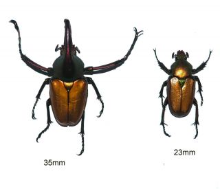 Cetoniidae.  1 Pair Theodosia Magnifica Bawangensis.  West Kalimantan (30)