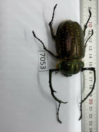 7053 Unmounted Insect Beetle Coleoptera Vietnam (cheirotonus Jansoni)
