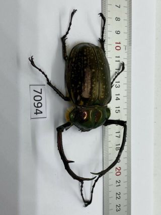 7094 Unmounted Insect Beetle Coleoptera Vietnam (cheirotonus Jansoni)