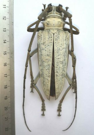Batocera Kibleri From Solomon Islands Scarce Cerambycidae Beetle 82mm Female