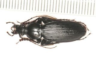 Carabidae Carabus Apotomopterus Vogtae Yunnan (2)