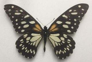 Butterfly - Papilio Rex.  Male No 1.  From Londorosi Forest,  Tanzania