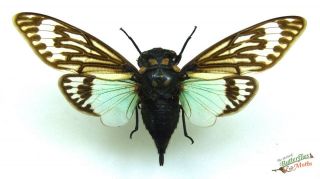 Blue Wing Cicada Distantalna (tosena) Splendida Setx1 A1 105,  Mm Thailand J01