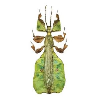Phyllium Pulchrifolium Green Leaf Bug Male Indonesia Mounted Packaged