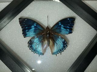 Butterfly Framed Taxidermy Speciman Western Blue Charaxes Butterfly Exotic