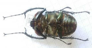 702 Insect Beetles Dynastidae (Cheirotonus gestroi) Central Viet Nam 3