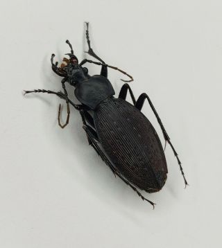 Carabidae,  Carabus Sp,  Apotomopterus,  26mm,  Dark Red,  Hubei,  China