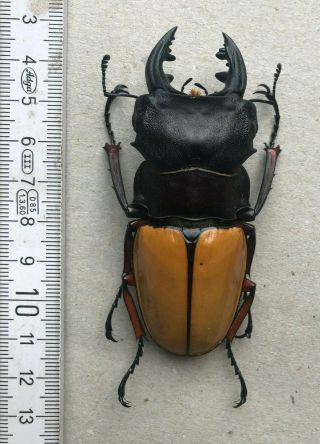 Lucanidae,  Odontolabis Femoralis Femoralis,  W.  - Malaysia,  Giant,  80 Mm,  A1