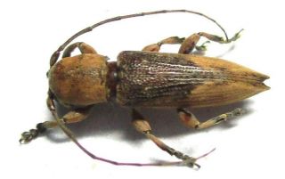 N018 Pa : Cerambycidae Species? 9mm