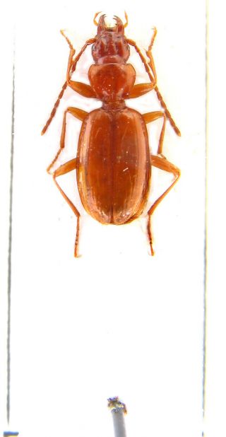 Duvalius (hungarotrechus) Subterraneus Ne Carpathians,  Cave Beetle