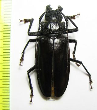 Prioninae,  Mallodonopsis Mexicanus,  Male,  Costa Rica 57 Mm