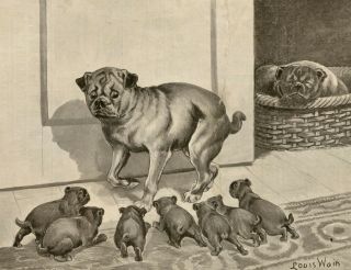 Pug Mops Hund Carlin Dog Antique Comic Art Print Engraving 1891 - By Louis Wain