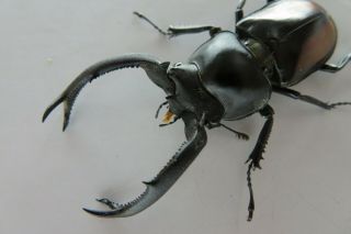 86121 Lucanidae: Rhaetulus crenatus tsutsuii.  Vietnam.  Kon Tum.  59mm 3