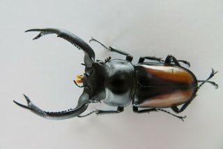 86172 Lucanidae: Rhaetulus crenatus tsutsuii.  Vietnam.  Kon Tum.  59mm 2