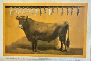 Champion Jersey Bull Cattle Cow,  1911 Photo Print Vintage