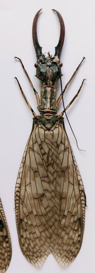 Acanthacorydalis Orientalis A2 137mm From Yuexi Anhui 1119