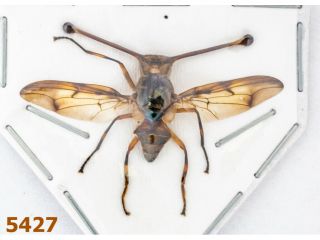 Diptera: Achias Sp.  A2,  Ws 35 Mm,  1 Pc