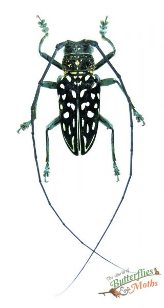Stellognata Maculata Cream Spot Longhorn Beetle Set X1 Male Specimen J01