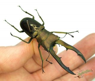 Stag Beetle Cyclommatus Metallifer Set X1 A1 - 58mm,  Insect Art Design J01