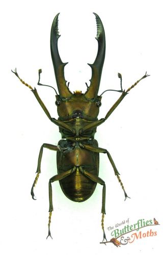 Stag beetle Cyclommatus metallifer SET x1 A1 - 58mm,  insect art design j01 3