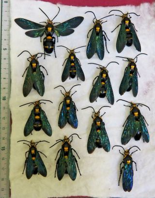 Hymenoptera.  14 X Megascolia Procer Sarawakensis.  West Kalimantan (1)