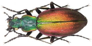 44.  Carabidae - Carabus (ceroglosus) Buqueti Ssp.  Curtus.  Male