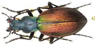 43.  Carabidae - Carabus (ceroglosus) Buqueti Ssp.  Lepidus.  Male