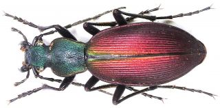 42.  Carabidae - Carabus (ceroglosus) Buqueti Ssp.  Breuningi.  Male