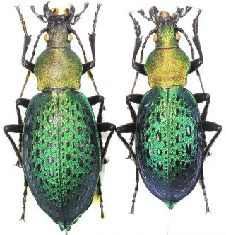 23.  Carabidae - Carabus (coptolabrus) Smaragdinus Ssp.  Tschiliensis.  Pair