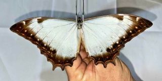 Lepidoptera Morpho Theseus Juturna Male 2 San Matin Region PerÚ
