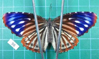 Unmounted Butterfly Nymphalidae Elymnias Malelas Female Laos