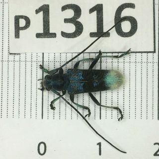 P1316 Cerambycidae Lucanus Insect Beetle Coleoptera Vietnam