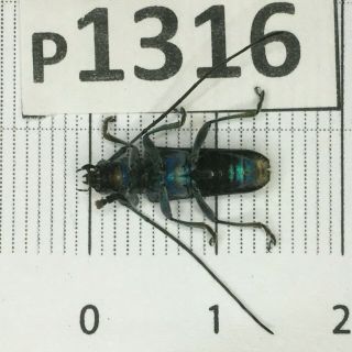 P1316 Cerambycidae Lucanus insect beetle Coleoptera Vietnam 2