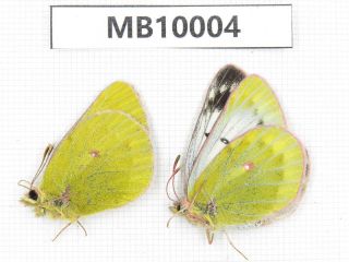 Butterfly.  Colias Arida Ssp.  Qinghai,  Haixi,  E Of Delingha.  1p.  Mb10004.