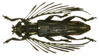 Cerambycidae,  Duplipectus Truncatus Male Very Rare,  A1 Indonesia Irian Jaya 18mm