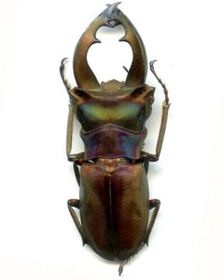 Coleoptera - Lucanidae - Cyclommatus Speciosus Anepius - 42 Mm - Malaita Is