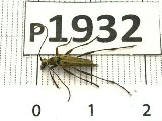 P1932 Cerambycidae Lucanus Insect Beetle Coleoptera Vietnam