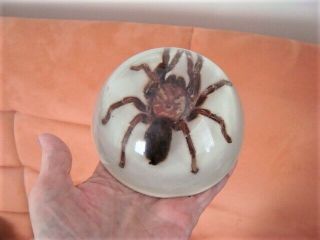Paperweight With Real Gigantic Spooky Tarantula Spider Inside