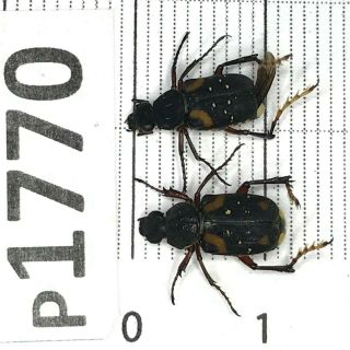 P1770 Cerambycidae Lucanus Insect Beetle Coleoptera Vietnam