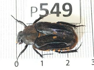 P549 Cerambycidae Lucanus Insect Beetle Coleoptera Vietnam