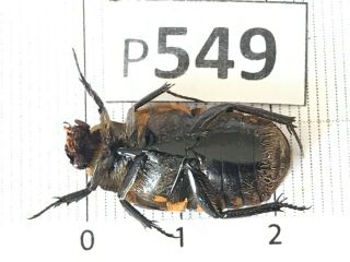 P549 Cerambycidae Lucanus insect beetle Coleoptera Vietnam 2