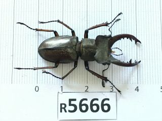 R5666 Cerambycidae Lucanus Insect Beetle Coleoptera Vietnam