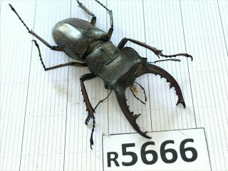 R5666 Cerambycidae Lucanus insect beetle Coleoptera Vietnam 2