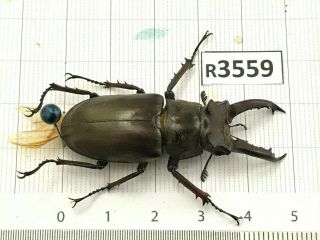 R3559 Cerambycidae Lucanus Insect Beetle Coleoptera Vietnam