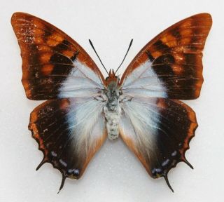 Butterfly X1 Female Charaxes Lactetinctus (ghana)