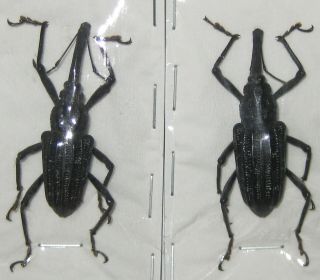 Curculionidae Vanapa Oberthuri Pair A1 Male 41mm (west Papua) Xl