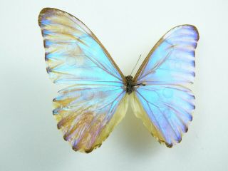 , Entomology,  Butterfly: Morpho Aurora Aurora Male Bolivia,