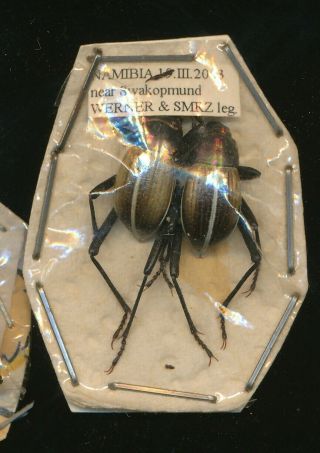 Two Onymacris Marginipennis Tenebrionidae From Namibia