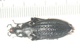 Carabidae Carabus Apotomopterus Sp.  Guangxi (2)