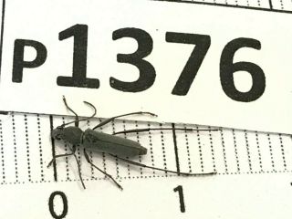 P1376 Cerambycidae Lucanus Insect Beetle Coleoptera Vietnam